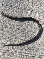 Tropidoclonion lineatum