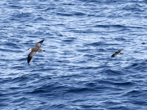 Puffinus lherminieri