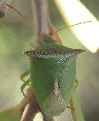 Cuspicona apothoracica