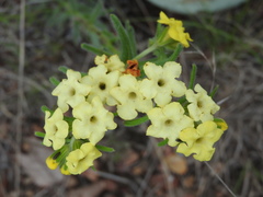 Lithospermum cobrense