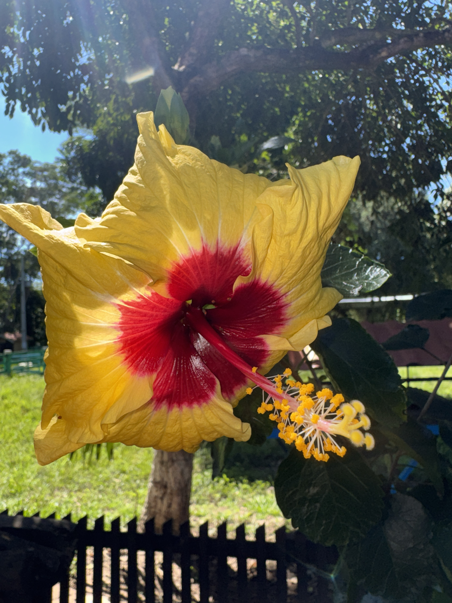 Hibiscus rosa-sinensis