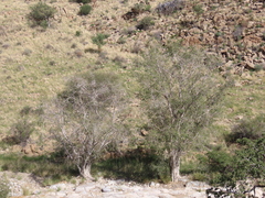Ficus cordata, photograph author not stated, no rights reserved