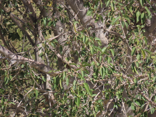 Ficus cordata, photograph 6