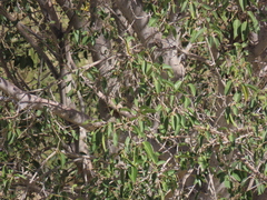 Ficus cordata, photograph author not stated, no rights reserved
