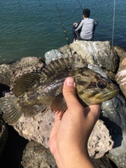 Sebastes rastrelliger