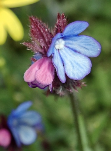 Buglossa cretese