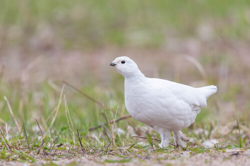 Willow Ptarmigan, Woodbine Beach Dune Habitat, Toronto, ON, Canada, photo 5 of 10