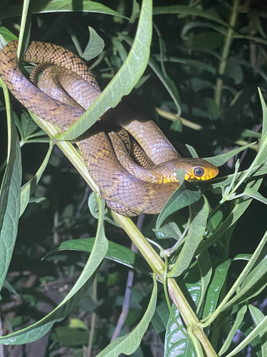 Oriental Rat Snake