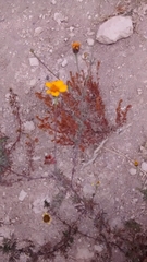 Dyssodia tagetiflora