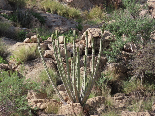 Euphorbia avasmontana