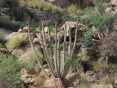 Euphorbia avasmontana