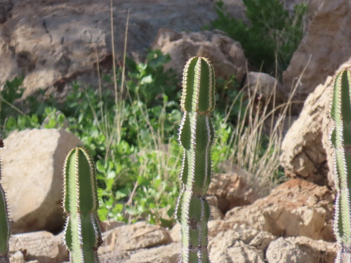 Euphorbia avasmontana, photograph 1