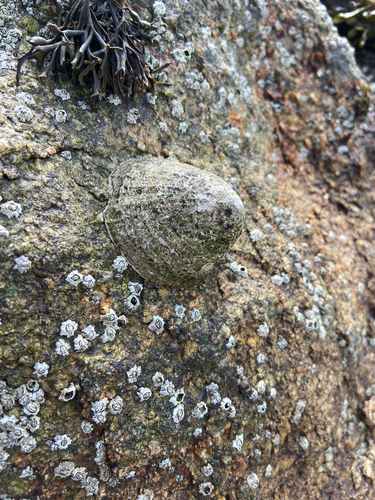 Patella vulgata