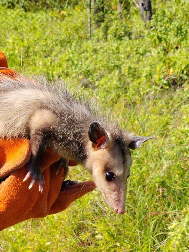 Southern Opossum