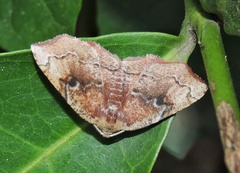 Achrosis euchroes