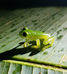 Centrolenidae