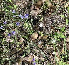 Sisyrinchium albidum