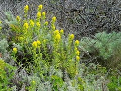 Castilleja wightii