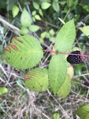 Rubus glaucus