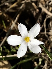 Sisyrinchium albidum
