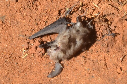 Western sucker-footed bat