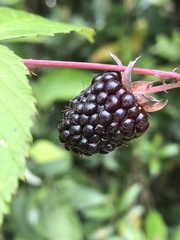Rubus glaucus