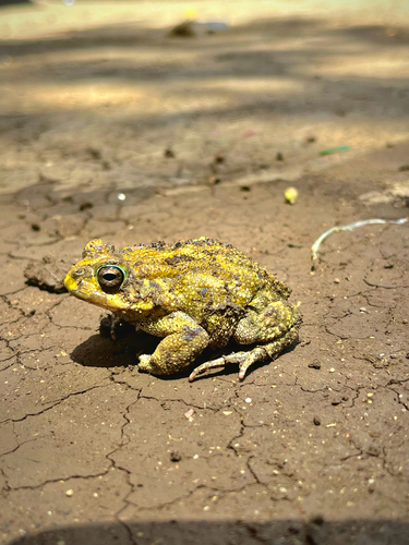 Egyptian Toad