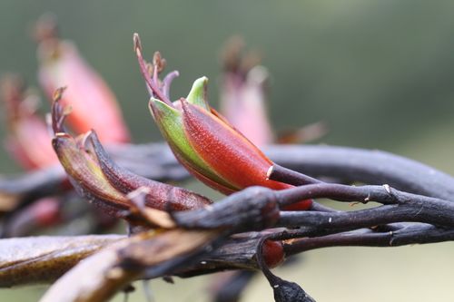Phormium colensoi Hook.f.
