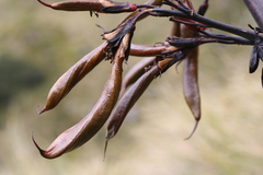 Phormium