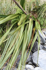 Phormium
