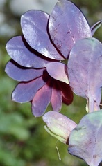 Cerinthe retorta