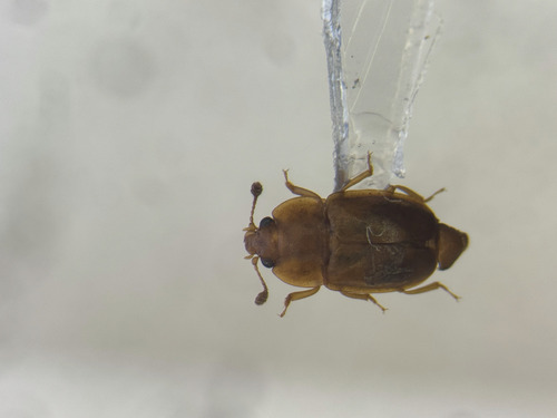 Epuraea terminalis