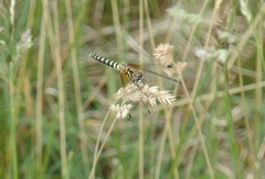 Nannothemis bella