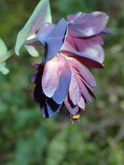 Cerinthe retorta