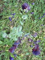 Cerinthe retorta