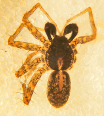 Pardosa californica