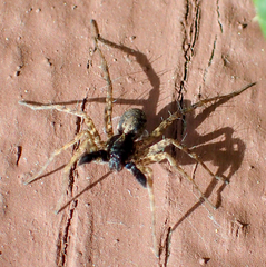 Pardosa californica
