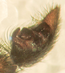 Pardosa californica