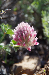 Trifolium macrocephalum