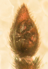 Pardosa californica