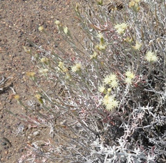 Senecio filaginoides