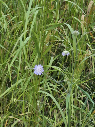 Urville's Widowflower