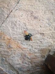 Xylocopa sonorina