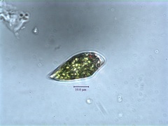Euglena hemichromata