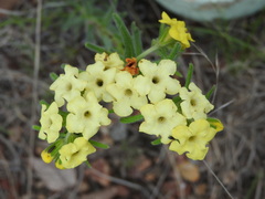 Lithospermum cobrense