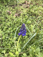Muscari