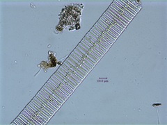 Fragilaria