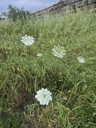 wild carrot