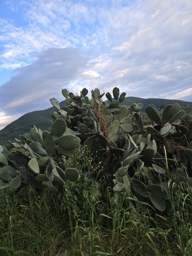 Indian fig opuntia