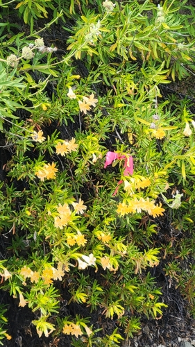 iNaturalist observation photo of Monterey Monkeyflower